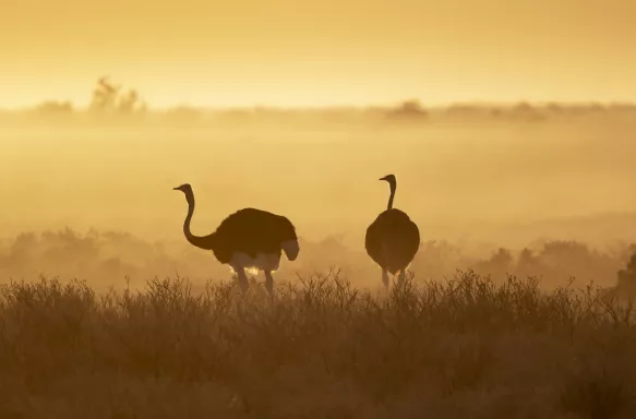 Two ostriches at Dawn in Etosha Nartional Park, Namibia