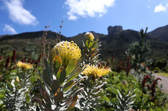 Bloomed flower during Springtime at the Kirstenbosch Gardens in Cape Town, South Africa