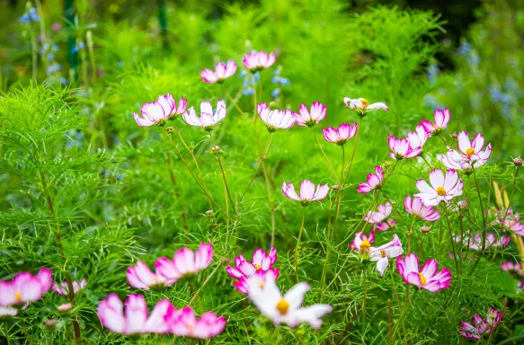 White flowers with pink tips in the garden & house of Claude Monet in Giverny, France