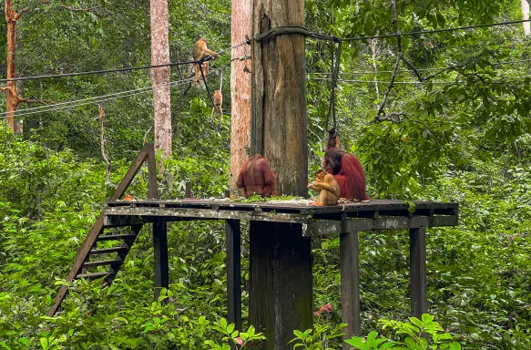 The Sepilok Orang Utan Rehabilitation Centre with orphaned orangutans in Malaysia