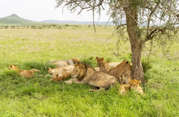 Pride of Lions Resting in the shade of an Acacia Tree in Serengeti National Park, Africa