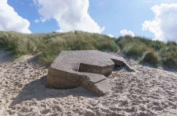 Large smooth on a sandy beach, with a background of marram grass