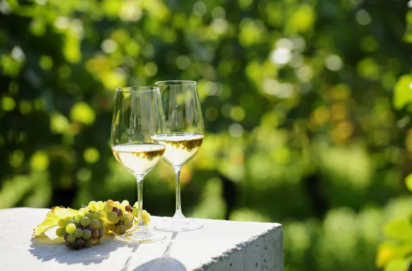 Close-up of two glasses of white wine in a vineyard