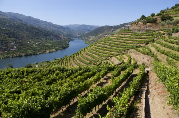 Douro Valley with terraced vineyards on sloped hills, leading towards the Douro River in Portugal