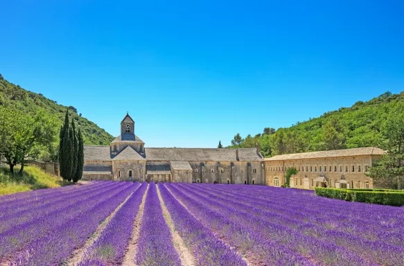 Abbey of Senanque and blooming rows lavender flowers in a large field 