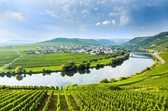 Landscape of the Moselle Sinuosity with rows of vineyards in Trittenheim, Germany