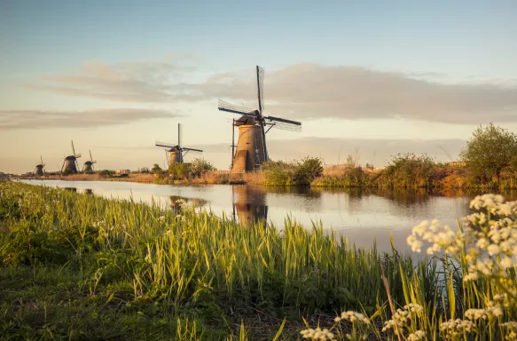 Famous group of windmills in Kinderdijk, Netherlands. Reed sweet-grass surrounding a river bank.