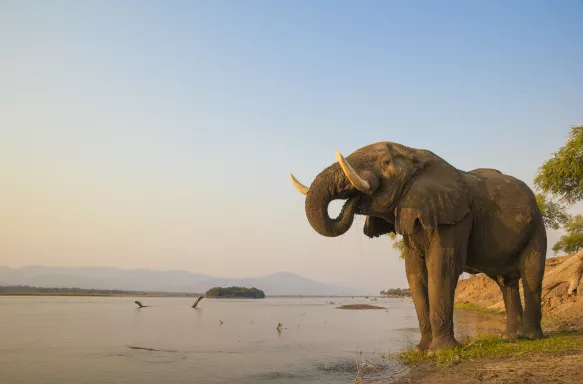 African Elephant bull drinking on the Zambezi river at sunset