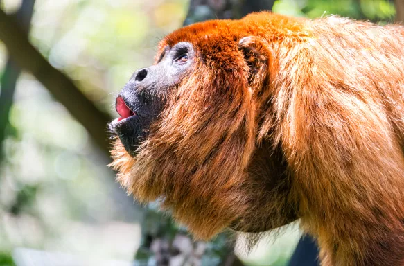 Alpha male of a red howler monkey pack in the jungle near Coroico, Bolivia.