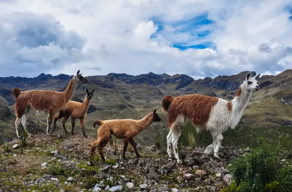 Lamas Family at El Cajas National Park in Ecuador