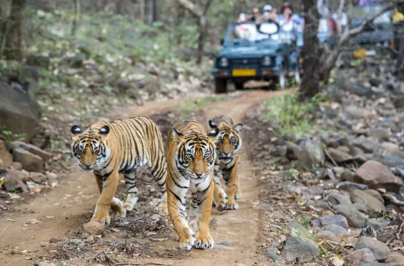 Three Bengal tigers in front of tourist car