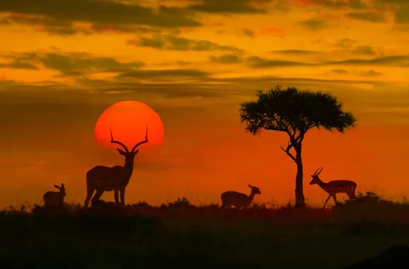 African sunset with silhouette of the animals and a singular tree.