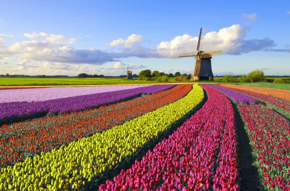 Colourful tulip field in front of a Dutch windmill under a nicely clouded sky