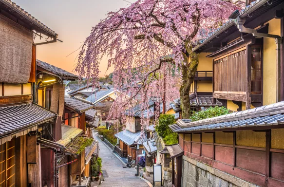 Cherry blossom tree at the Higashiyama district in Kyoto, Japan