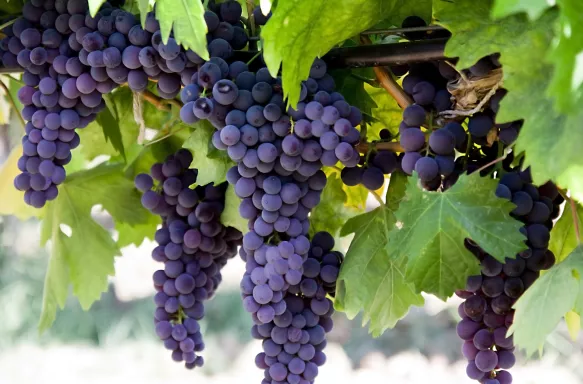 Purple grapes hanging from a Vine with large green leaves