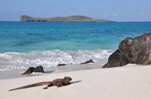 Marine iguanas basking in the sun on a white sand beach, a calm blue ocean the background rolling small waves