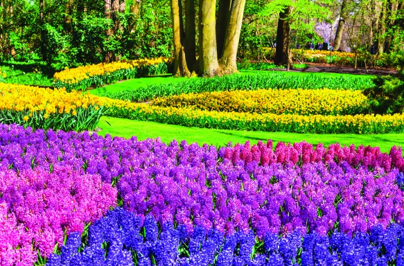 Colourful field of Hyacinth flowers at Keukenhof park in Holland