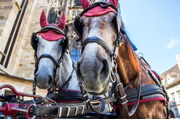 Two carriage horses with their heads bowed towards the camera, with a background of Vienna buildings