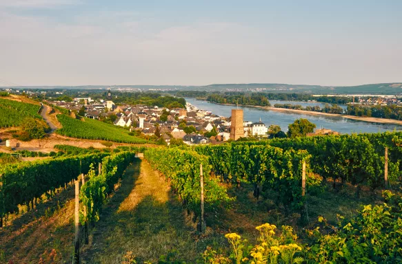 Summery vineyard above Rüdesheim on the Rhine in Germany