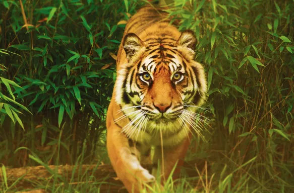 Tiger walking towards the camera through jungle greenery