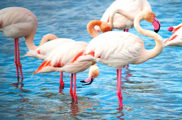 pink flamingos camargue