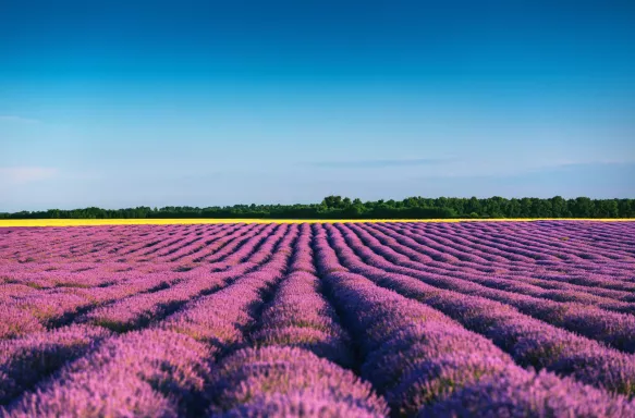 Beautiful landscape of lavender fields, contrasting against a clear blue sky