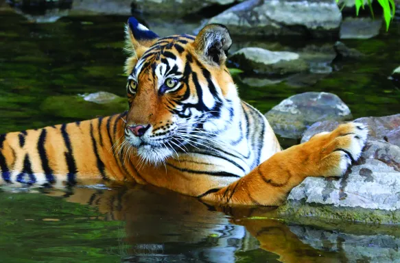 A Bengal Tiger bathing in Ranthambore National Park, India