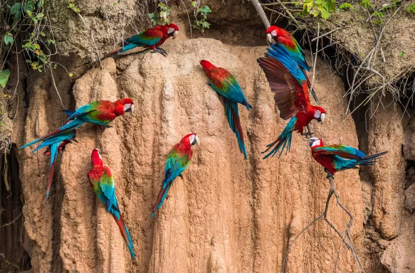 Macaw parrots in the peruvian Amazon jungle at Madre de Dios, Peru