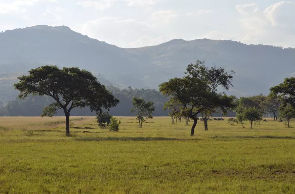 Landscape scene of a valley with African trees, Eswatini