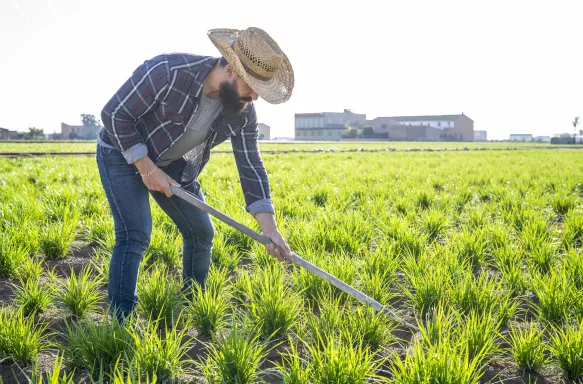 Masculine man with beard in flannel shirt farming for Tiger nuts