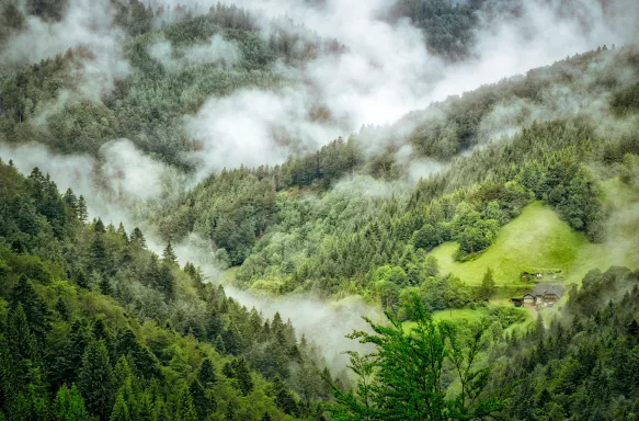 Aerial shot of the Black Forest with mist