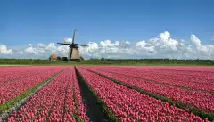 Field of pink tulips in front of a typical Dutch windmill