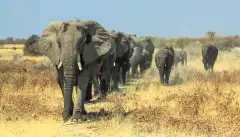 A herd of African elephants charging in Ethosa National Park Namibia