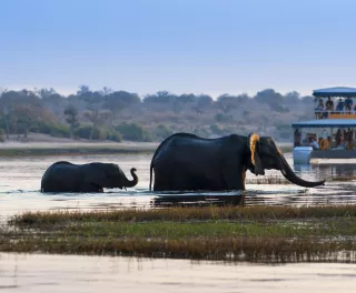 Elephants in the river in Chobe national park. Boat in the background with passengers watching the animals