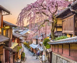 Cherry blossom tree at the Higashiyama district in Kyoto, Japan