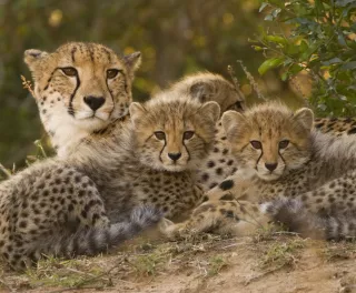 A cheetah mother laying with her three cubs amongst the bushes