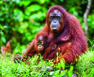 Bornean orangutan with a cub amongst rainforest in Borneo, Indonesia