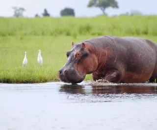 Hippopotamus drinking water at Chobe National Park in Botswana