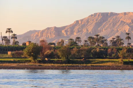 Trees and vegetation on the banks of the Nile near Luxor 