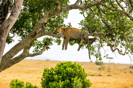 A leopard sleeping on the branch of a large tree in Kenya