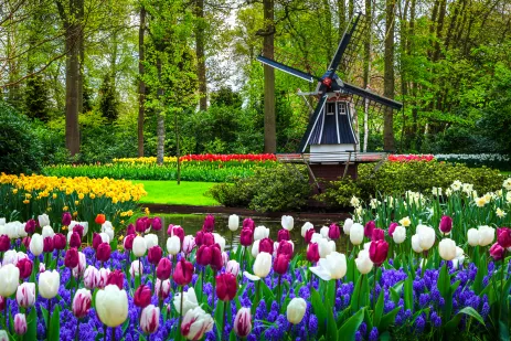 Dutch windmill and colourful fresh tulips in Keukenhof park, Netherlands